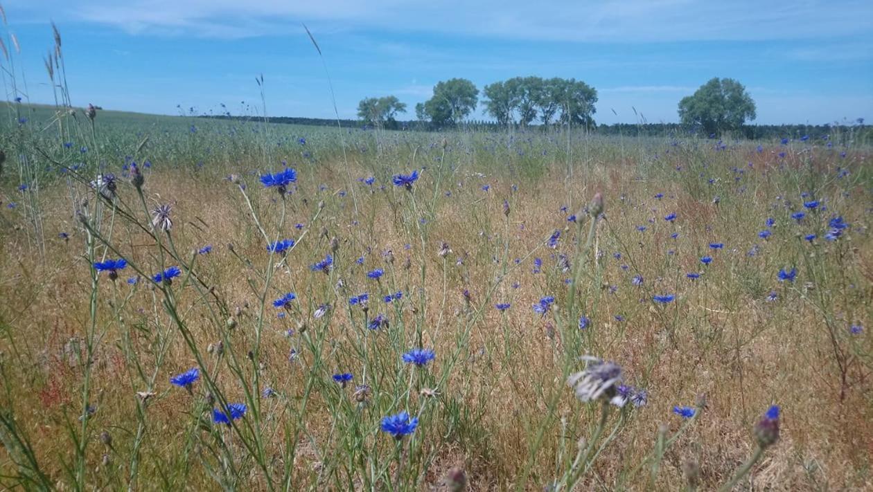 Domki Letniskowe Anna Ostrowo  Esterno foto